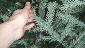 Устанавливаем живую ёлку без ущерба для природы