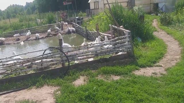Клубника сорт "Слоненок".НЕ ПОВТОРЯЙТЕ МОИ ОШИБКИ! ??