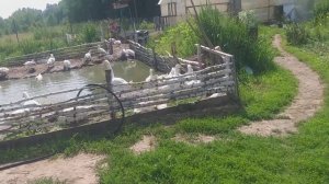 Клубника сорт "Слоненок".НЕ ПОВТОРЯЙТЕ МОИ ОШИБКИ! ??