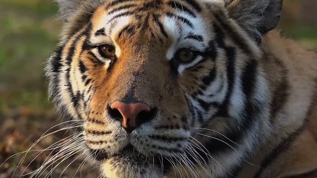 Мужчина помог умирающему тигру. Вы не поверите что произошло потом!