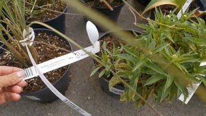 Дача.Обзор садовых центров. Садовые центры :  "ПЛАНТ", "Листок","ИСАКОВСКИЙ",ВИКТОРИЯ". г. Челябинс