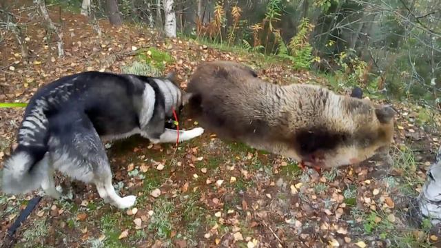 Охота на медведя с лайками BEAR HUNTING смотреть онлайн
