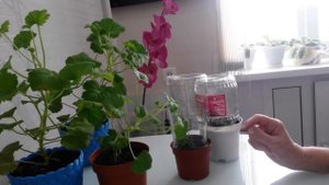 Черенкование герани осенью, уход.