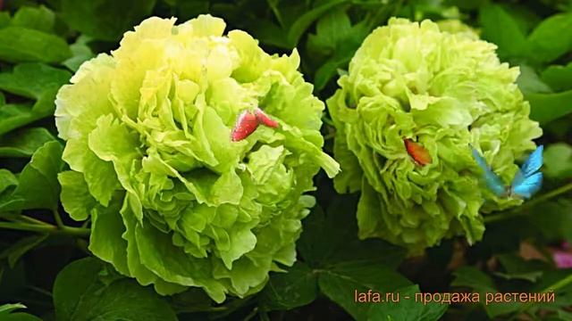Пион древовидный Зеленые Бобы (paeonia suffruticosa) ? обзор: как сажать, саженцы пиона Зеленые Боб