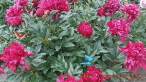 Пион травянистый Карл Розенфельд (paeonia) ? обзор: как сажать, рассада пиона Карл Розенфельд