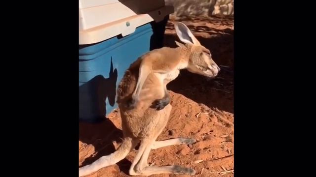 Кенгурёнок чешется и кайфует от этого смотреть онлайн