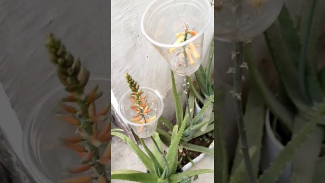 How to collect seeds from aloe vera flower