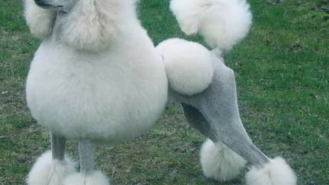 Лучшие породы собак для маленьких детей.