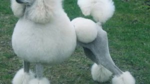 Лучшие породы собак для маленьких детей.