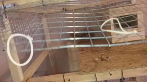 Белка в доме. Обзор клетки для белки.Бельчонок Тимоша.Приручаем белку.