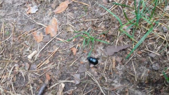 Лесной жук (Даугавпилс, Старые Стропы, 16.07.2016) смотреть онлайн