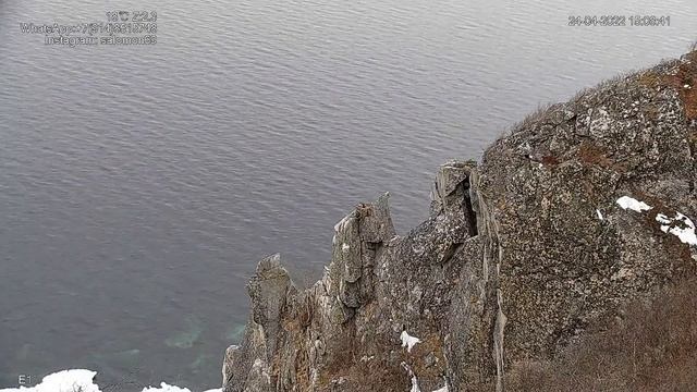 Magadan Steller’s Sea Eagle Nest. Stellera ērgļu pāris Magadānā. 24.04.2022 смотреть онлайн