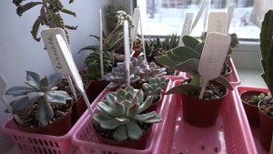 Что такое суккуленты и как за ними ухаживать?