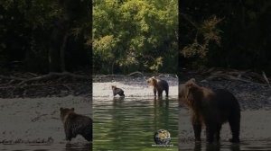 Медведи в дикой природе. Курильское озеро. Камчатка. #shorts