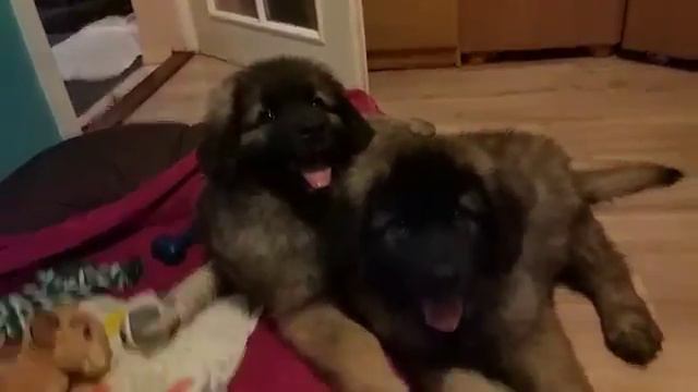 Leonberger. Brego i Yuka, 2,5 months смотреть онлайн