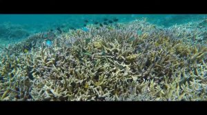 Корал Майн—самый простой способ пить качественную воду coral club коралловая вода коралловый кальци