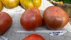 самые неприхотливые и урожайность сорта томатов