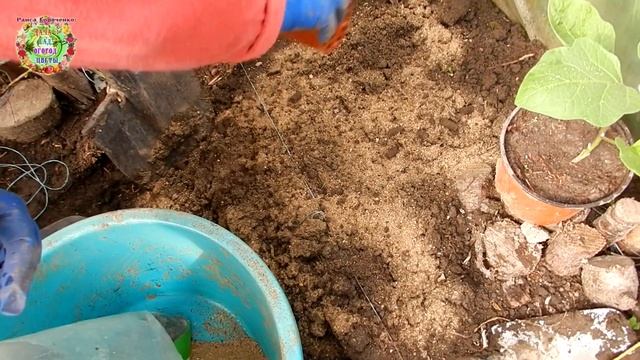 Как правильно высаживать баклажаны в теплице? смотреть онлайн