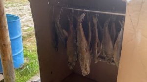 Быстрый рецепт к пиву , идеальная закуска ?Хариус холодного копчения .