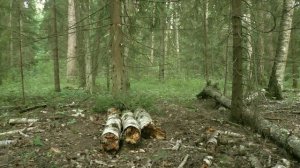 3 ДНЯ В ЛЕСУ БЕЗ ЕДЫ - ЧЕЛЛЕНДЖ (короткая версия)