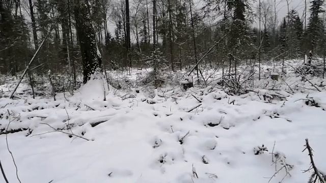 Шишки ели. Работаю в деревне смотреть онлайн