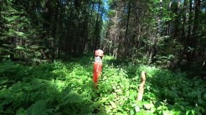 Экологическая тропа Липовая гора. Пермь. 2 часть. 15июля 2018г.