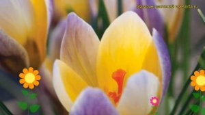 Крокус ботанический Эдванс. Краткий обзор, описание характеристик, где купить луковицы Advance