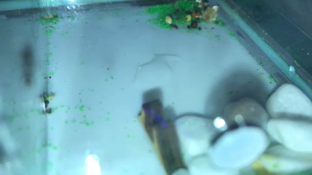 #муравьи Смертелен ли сахарный сироп для (муравьёв) messor миф:или правда??? смотреть онлайн