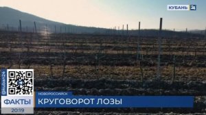 На виноградниках в Абрау-Дюрсо используют отслужившую лозу в качестве удобрения