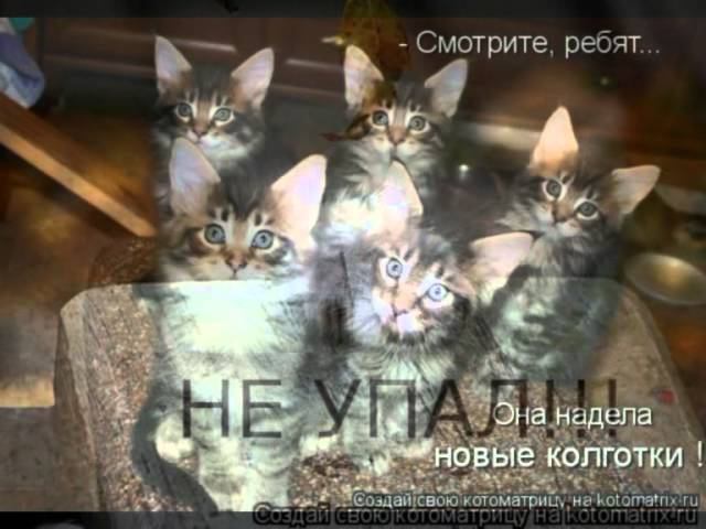 Котоматрица