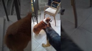 Сабачьи Бои!!!