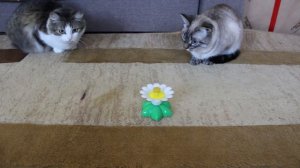 The best toys for cats. Лучшие игрушки для кошек