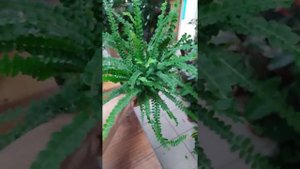 Нефролепис дафи,