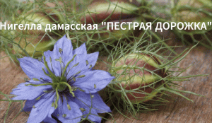 Как сажать нигеллу дамасскую. Сорт "Пестрая дорожка"