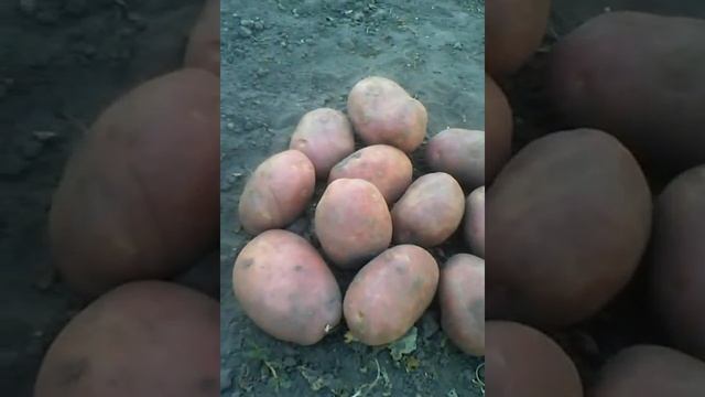 Картофель Ароза