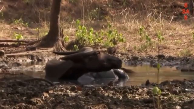 Хищники в деле, ВАРАН – коварный охотник. Самые эпичные битвы диких животных "за 5 минут" смотреть онлайн