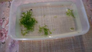 Креветки тайвани купил разных.mp4