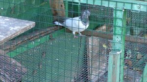 Выпуск  Деришей и Будапештских. 6 10 21