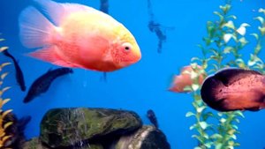 Американские цихлиды в домашнем аквариуме