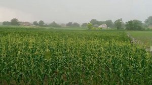 Ливень Снова Херсонской области село Виноградово 15.06.2021