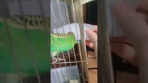 #Кеша #попугай кеша кушает бумагу