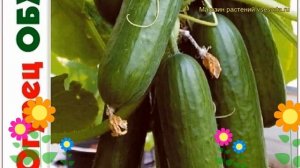 Огурец партенокарпический Обжорка F1. Краткий обзор, описание cucumis sativus Obzhorka F1