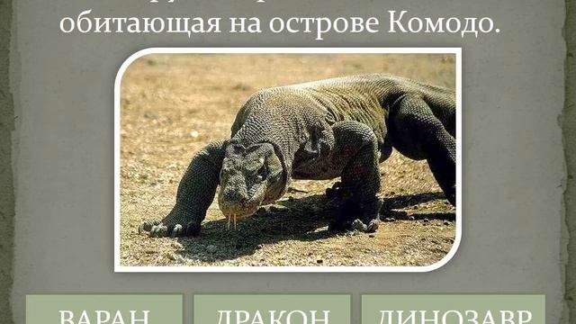 Приключения ящерицы