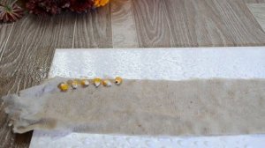 ПРОРАЩИВАЕМ КУКУРУЗУ. ЛИСТЬЯ КУКУРУЗЫ ДЛЯ МОРСКИХ СВИНОК /SvinkiOnline