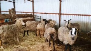 Домашнее овцеводство|Окот овец|Бизнес в деревне