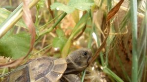 ЖИЗНЬ ЧЕРЕПАХ | КАК кушают ЧЕРЕПАХИ | Среднеазиатские сухопутные черепахи