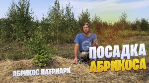 Посадка Абрикоса Патриарх.
