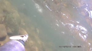 Подводная охота Горная река