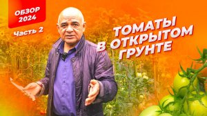 Томаты в открытом грунте! Продолжаем обзор 2024!