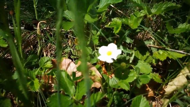 Интересна информация за Горската Ягода съчетана със звука на дивата природа! Цъфтеж на дива Ягода смотреть онлайн